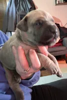 Gray, a female Cane Corso for sale in Newfield, NJ – Photo 5 of 6