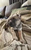Gray, a female Cane Corso for sale in Newfield, NJ – 3 of 8