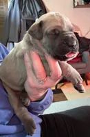 Gray, a female Cane Corso for sale in Newfield, NJ – Photo 4 of 6