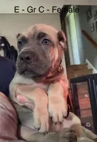 Gray, a female Cane Corso for sale in Newfield, NJ – 8 of 8