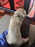 Gray, a female Cane Corso for sale in Newfield, NJ – Photo 6 of 6