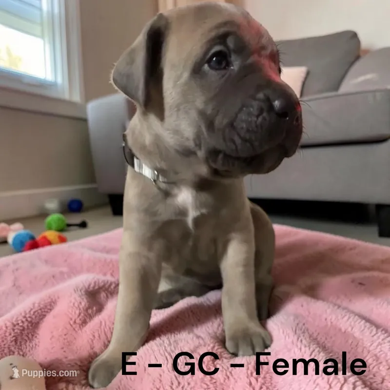 Gray – Cane Corso puppy for sale in Newfield, NJ