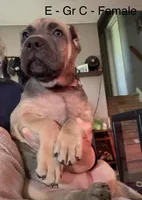 Gray, a female Cane Corso for sale in Newfield, NJ – 5 of 8