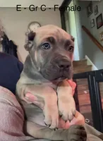 Gray, a female Cane Corso for sale in Newfield, NJ – 7 of 8