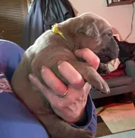 Yellow, a female Cane Corso for sale in Newfield, NJ – Photo 2 of 5