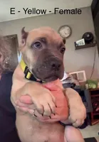 Yellow, a female Cane Corso for sale in Newfield, NJ – 3 of 5