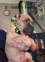 Yellow, a female Cane Corso for sale in Newfield, NJ – 4 of 5
