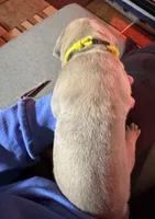 Yellow, a female Cane Corso for sale in Newfield, NJ – Photo 4 of 5