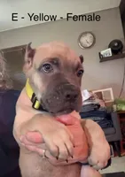 Yellow, a female Cane Corso for sale in Newfield, NJ – 1 of 5