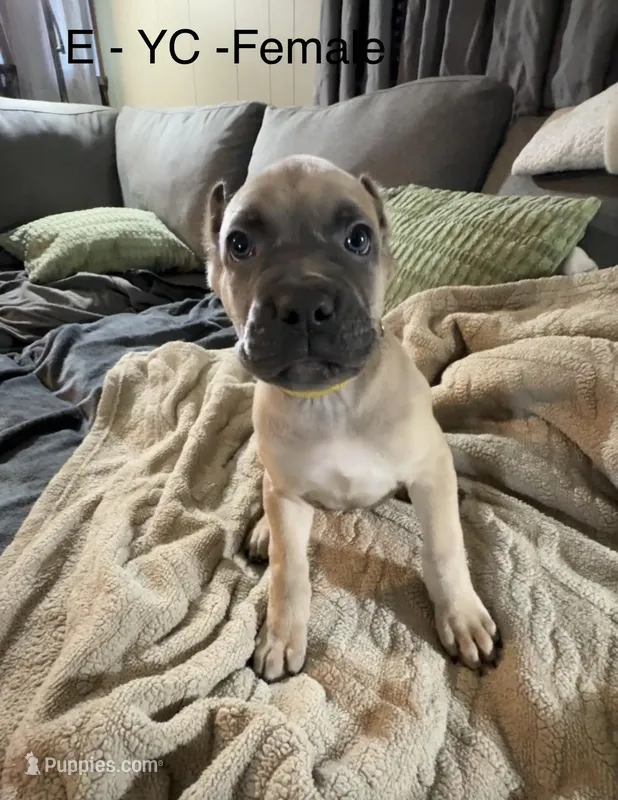 Yellow – Cane Corso puppy for sale in Newfield, NJ
