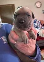 Yellow, a female Cane Corso for sale in Newfield, NJ – Photo 3 of 5