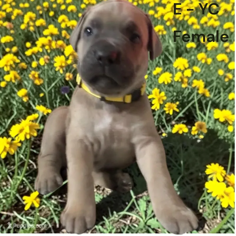Yellow – Cane Corso puppy for sale in Newfield, NJ