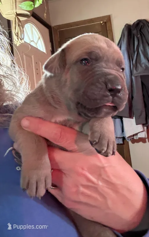 Yellow – Cane Corso puppy for sale in Newfield, NJ