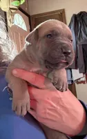 Yellow, a female Cane Corso for sale in Newfield, NJ – Photo 1 of 5
