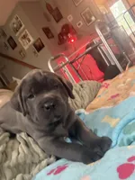 Blue, a male Cane Corso for sale in Newfield, NJ – 2 of 6