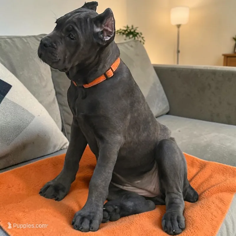 Orange – Cane Corso puppy for sale in Newfield, NJ