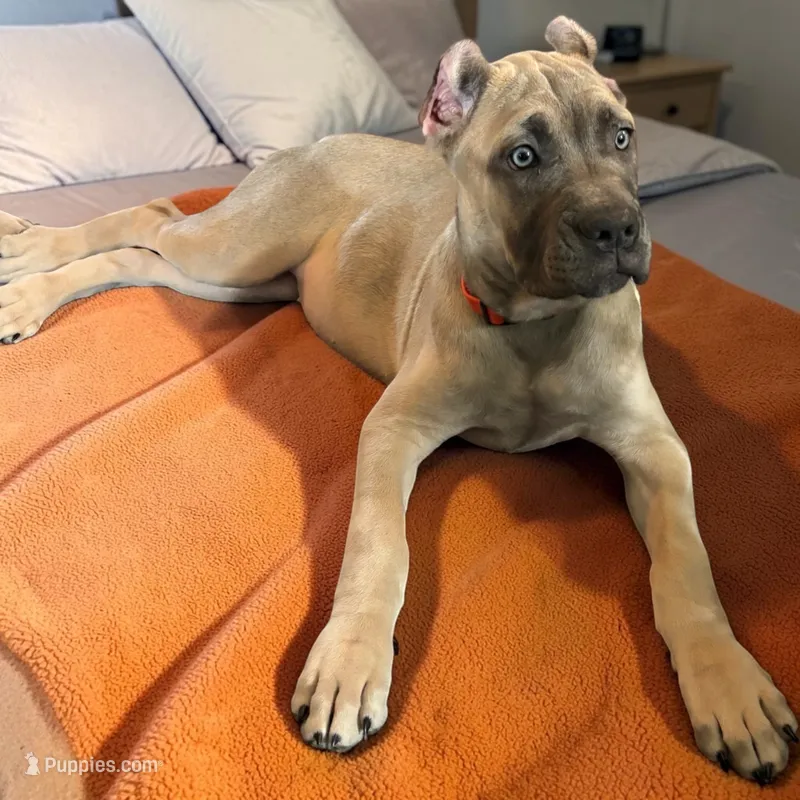 Gray – Cane Corso puppy for sale in Newfield, NJ
