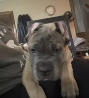 Formentino, a female Cane Corso for sale in Newfield, NJ – 2 of 7
