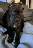 Blue & White, a male Cane Corso for sale in Newfield, NJ – 1 of 6