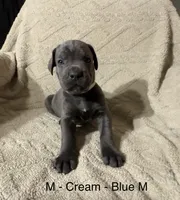 Cream, a male Cane Corso for sale in Newfield, NJ – Photo 2 of 3