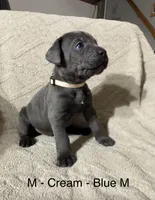 Cream, a male Cane Corso for sale in Newfield, NJ – Photo 1 of 3