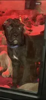 Blue & White, a male Cane Corso for sale in Newfield, NJ – 2 of 6