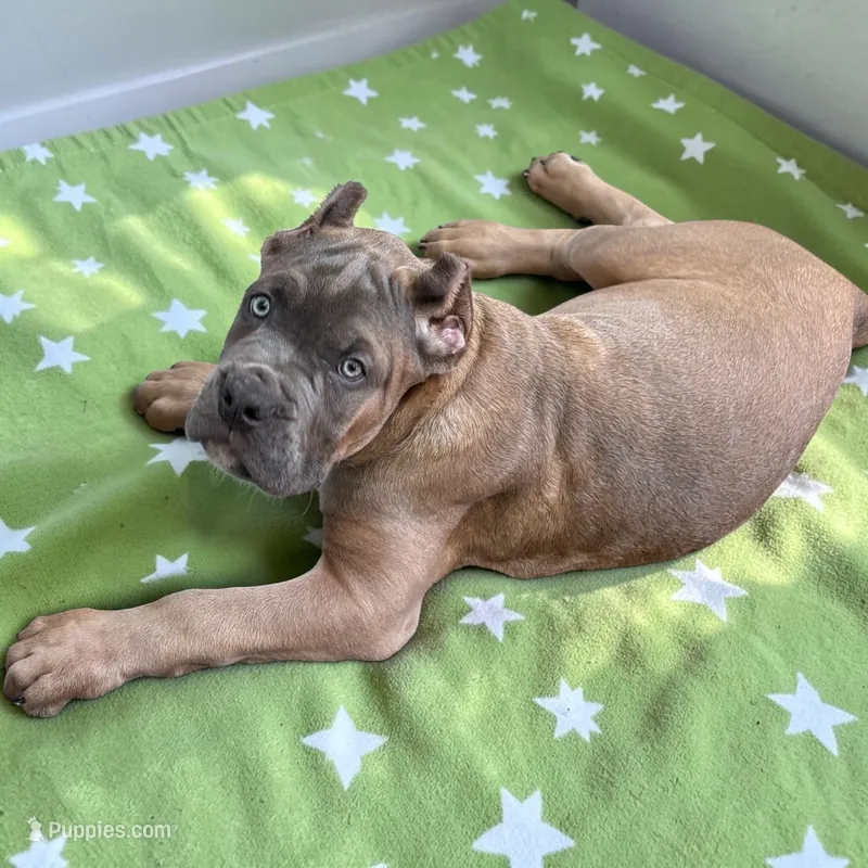 Lime Green – Cane Corso puppy for sale in Newfield, NJ