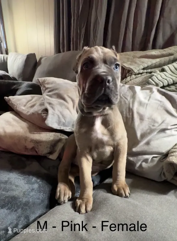 Pink – Cane Corso puppy for sale in Newfield, NJ