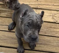 Orange, a female Cane Corso for sale in Newfield, NJ – 8 of 9