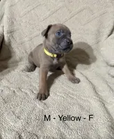 Yellow, a female Cane Corso for sale in Newfield, NJ – Photo 2 of 3