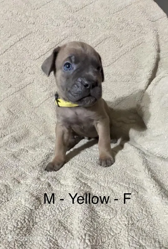 Yellow – Cane Corso puppy for sale in Newfield, NJ
