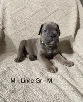 Lime Green, a male Cane Corso for sale in Newfield, NJ – Photo 2 of 3