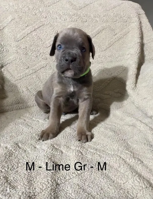 Lime Green – Cane Corso puppy for sale in Newfield, NJ