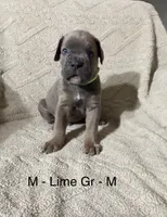 Lime Green, a male Cane Corso for sale in Newfield, NJ – Photo 1 of 3