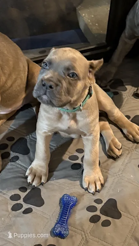 Green – Cane Corso puppy for sale in Newfield, NJ
