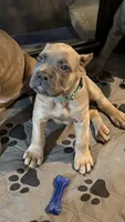 Green, a male Cane Corso for sale in Newfield, NJ – 1 of 6