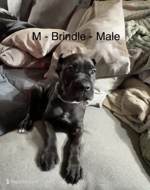 Blue & White – Cane Corso puppy for sale in Newfield, NJ