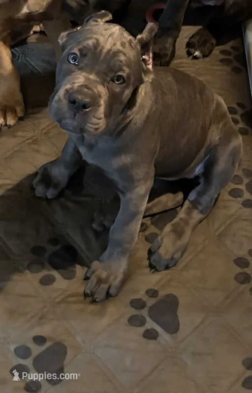 Black – Cane Corso puppy for sale in Newfield, NJ