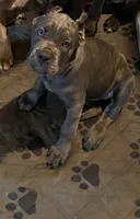 Black, a male Cane Corso for sale in Newfield, NJ – 1 of 9