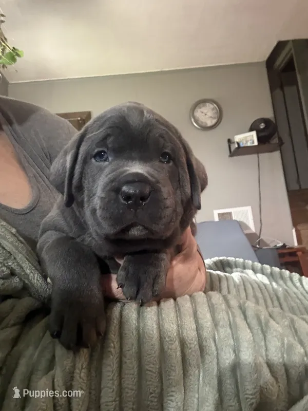 Blue – Cane Corso puppy for sale in Newfield, NJ