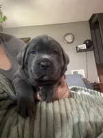 Blue, a male Cane Corso for sale in Newfield, NJ – 1 of 6