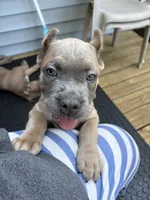 Green, a male Cane Corso for sale in Newfield, NJ – 5 of 6