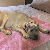 Purple, a female Cane Corso for sale in Newfield, NJ – 3 of 7