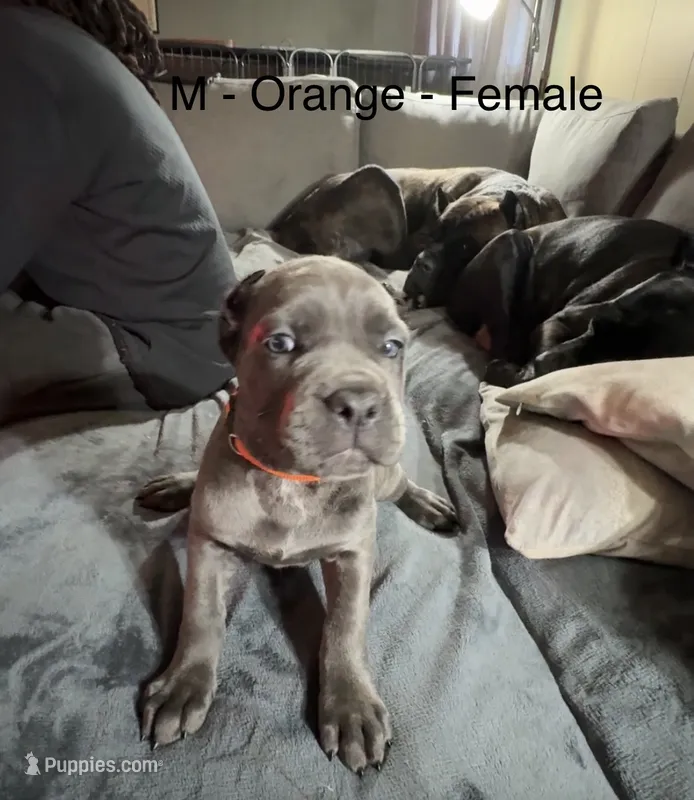 Orange – Cane Corso puppy for sale in Newfield, NJ