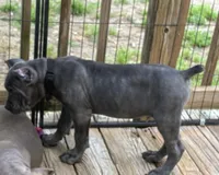 Black, a male Cane Corso for sale in Newfield, NJ – 5 of 9