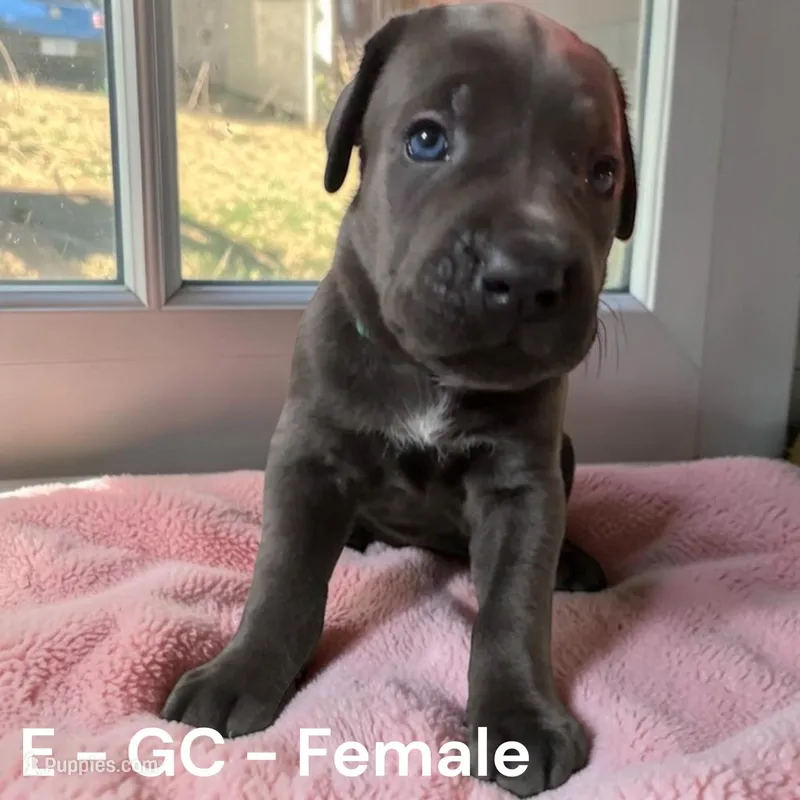 Green – Cane Corso puppy for sale in Newfield, NJ