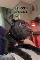 Green, a female Cane Corso for sale in Newfield, NJ – 5 of 6