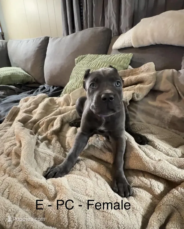 Green – Cane Corso puppy for sale in Newfield, NJ