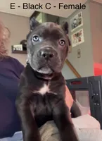 Green, a female Cane Corso for sale in Newfield, NJ – 2 of 6