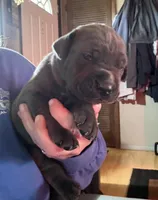 Green, a female Cane Corso for sale in Newfield, NJ – Photo 3 of 5